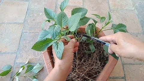 Cắt Ngọn Lần Một Cho Cây Hoa Thược Dược Trồng Sớm Cho Hoa Nở Vào Tết [Dahlias]