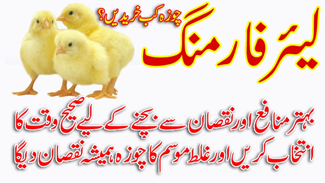 Poultry Farming Layer Chooza Dalnay ka Sahi Mosam?When to Place