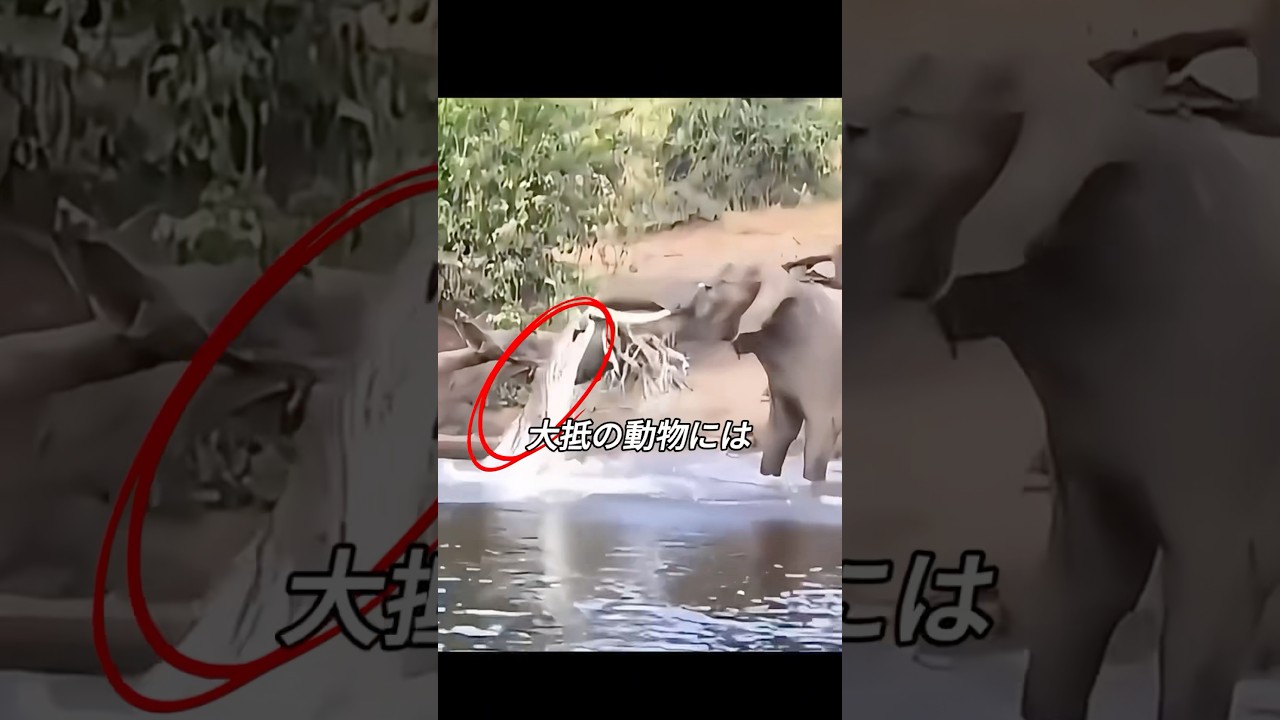 ゾウの鼻を噛んだワニの最期