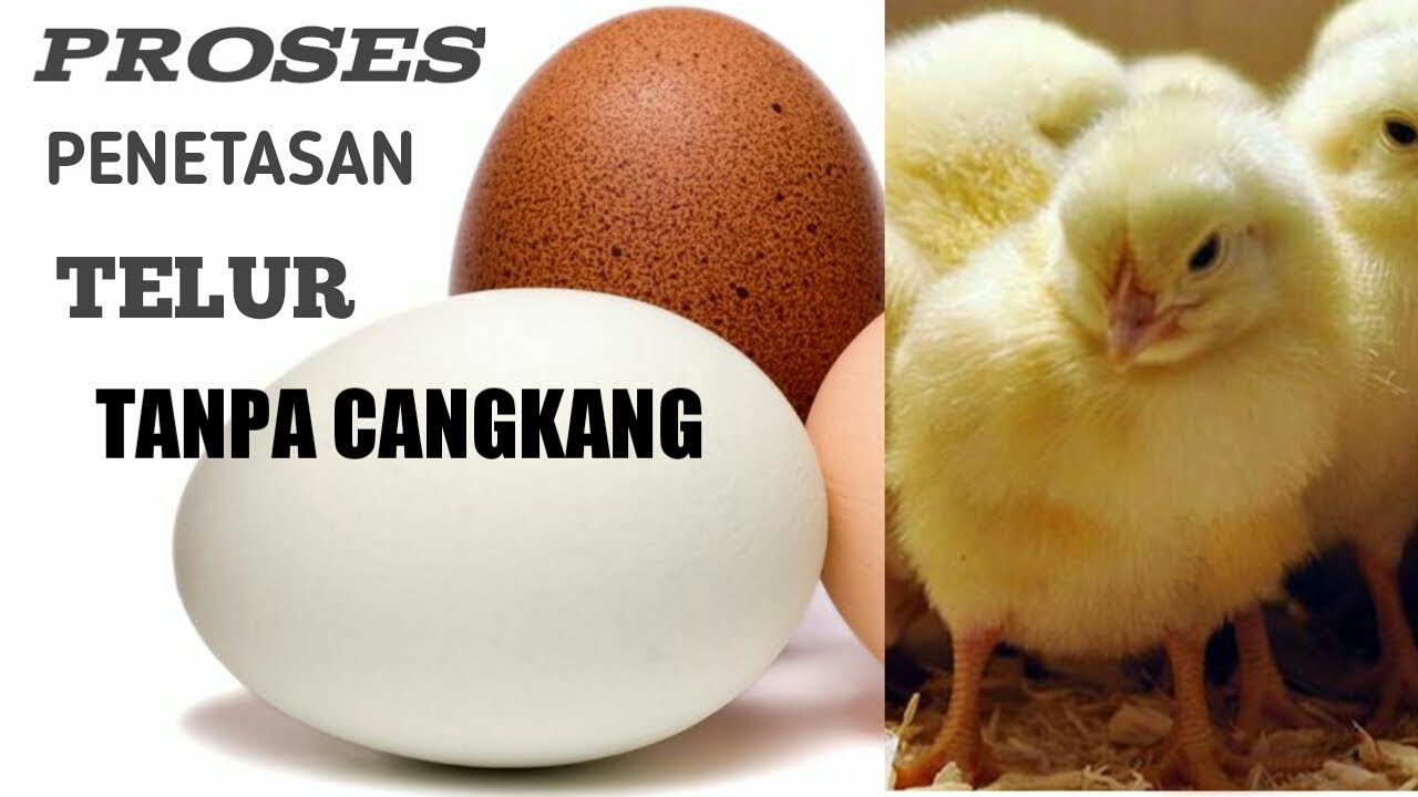 Proses penetasan telur ayam tanpa cangkang - YouTube