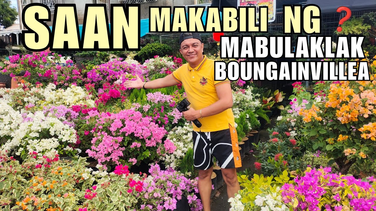 WHERE TO BUY BLOOMING BOUGAINVILLEA? | GARDEN SHOP TOUR & PLANT PRICE UPDATES