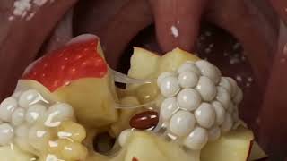 5 Superfoods That Support Healthy Digestion | Amazing 3D Medical Animation 🥜🫐🍎 #video #HealthTips 