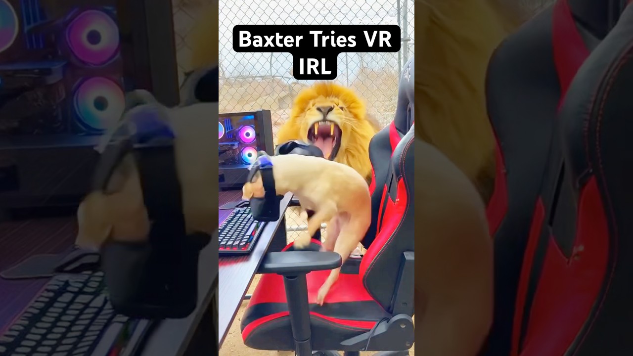 Baxter Tries VR IRL 
