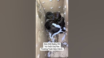 Sóc Đất giá rẻ tiêm ngừa full - Trương Tuấn Sóc Cảnh