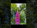 Foxglove, it makes the heart drug Digoxin or can be poison. It can heal or harm, handle respectfully