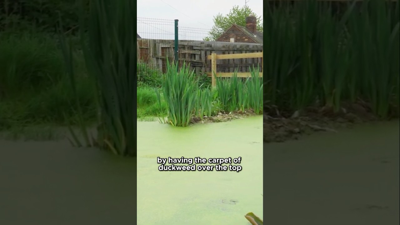 Duckweed Removal: Keep Your Pond Clear & Healthy
