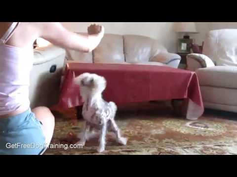 doggy-dan's-dog-and-puppy-obedience-training-secrets