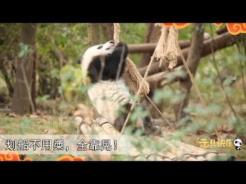 《熊貓早晚安》划船不用槳，全靠晃！| iPanda