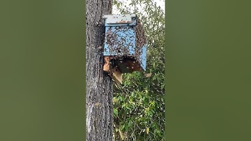 Massive honeybee swarm moves into swarm trap. 1 of 2 swarms caught at same tree within 2 days!  2021
