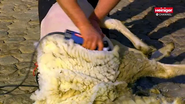 Heiniger Xpert sheep shearing machine