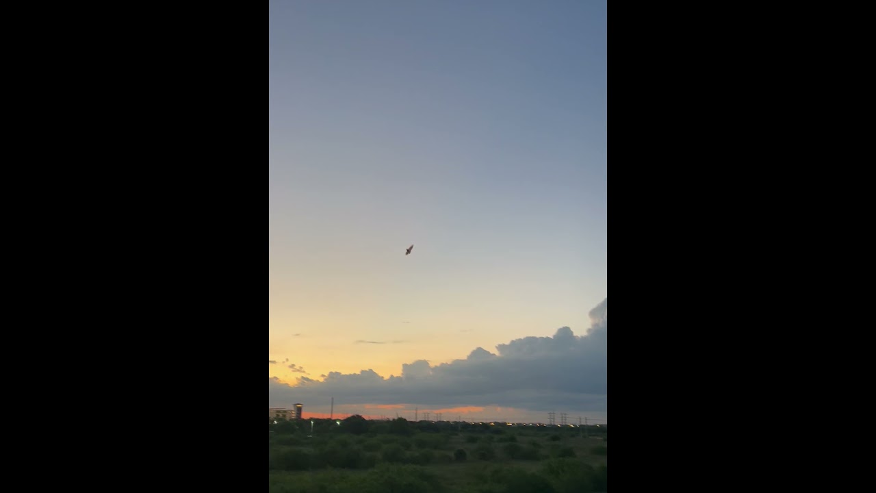 Shorter Bat Video - Found a Bat Flying Around At Sunset