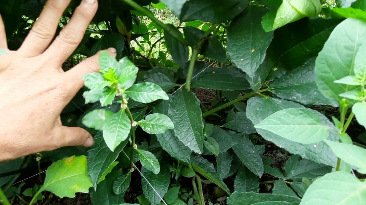 How to judge the ugu leaf ready for harvest. YouTube