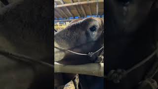 #bangladesh #viralvideo #sad #sadstatus #trending #sadsong #srecertification #indiancow