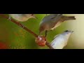 صوت سريع لعصافير التين الصوت مكفول #Rayan_hunter