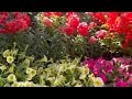 Flowersnatureobscurabeauty gardening garden gardeningtips