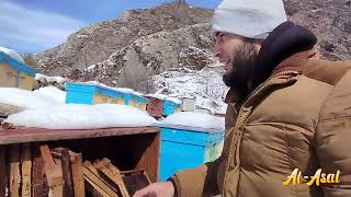 картинка: БАҲОРГА ЧИҚҚАН АРИЛАРНИ ҚУТҚАРАМИЗ...#mountains