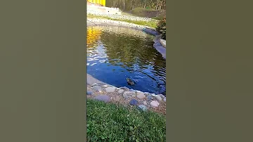 Вы точно видели как плавают утки?