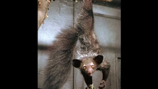 Мадагаскарская руконожка Ай ай/Madagascar, the Aye Aye reconozca