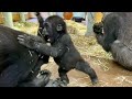 小さな体から元気が溢れ出る赤ちゃん♪⭐️ゴリラ gorilla【京都市動物園】Baby gorilla kintaro is more active than anyone in the room