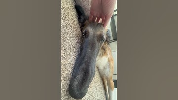 snoot noggin scritches #newnails #borzoi #silkenwindhound #scratching #asmr