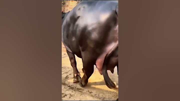 Guru 👸Aakhir ye hai kis ka #bull #cowlover #automobile #guru #ji #farming #hf #blackgoldhr83 #hrtc