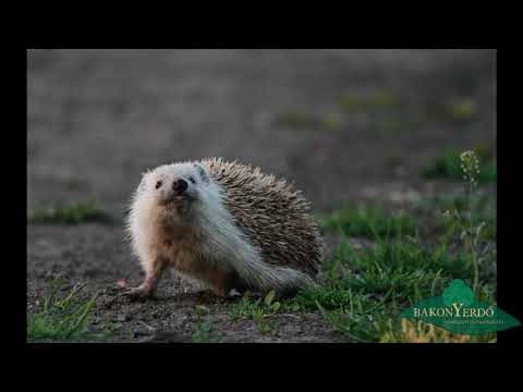 Bakonyerdő Zrt.