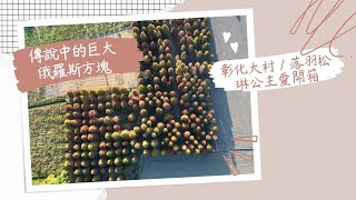 🌲大村落羽松｜俄羅斯方塊 #落羽松 #免門票 #彰化大村