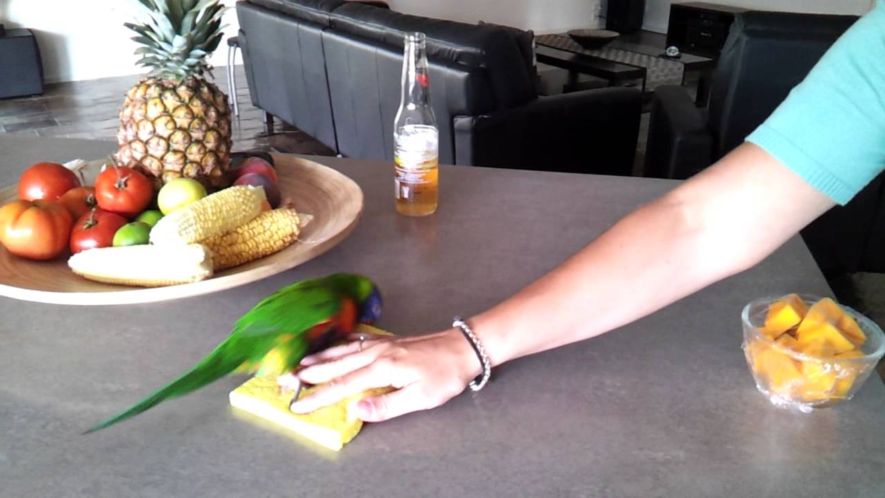 Taking bird, Sooky rainbow Lorikeet playing