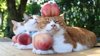 こねこ屋様♡ありがとうございます♡ 桃 のせ猫 250822 - YouTube