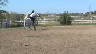 Rachel Jumping Willow 2