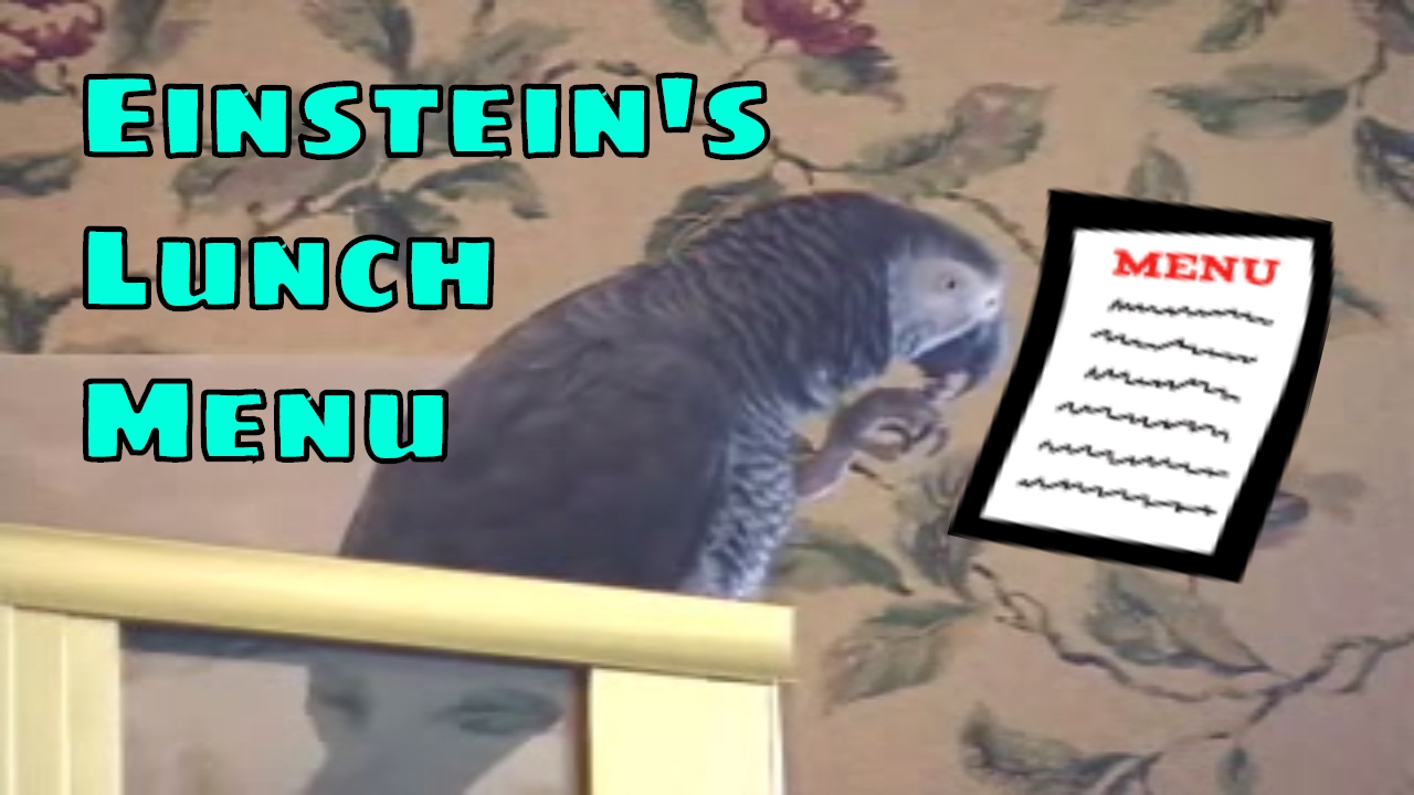 Lunch menu einstein the talking texan parrot youtube