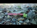 MOMIJI Plus のライブ配信