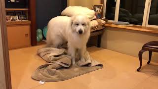 アランのベッドメイク greatpyrenees グレートピレニーズ