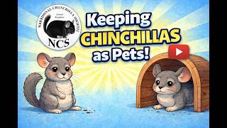 Keeping Chinchillas as Pets