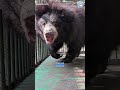 URGENT: Dancing Bear Has Just Been Rescued From Horrific Cruelty #animals #bears #wildlife