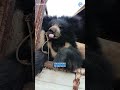 URGENT: Dancing Bear Has Just Been Rescued From Horrific Cruelty #animals #bears #wildlife thumbnail