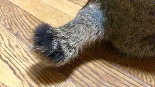 トラちゃん、幸運のカギしっぽ激写、見た人はラッキー トラちゃん、幸運のカギしっぽ激写、見た人はラッキー