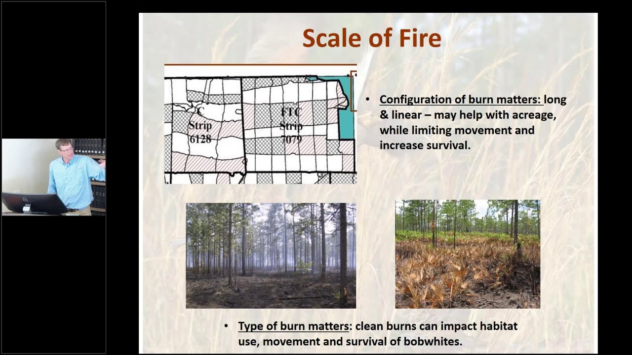 Bobwhite management in South Florida and lessons learned at Babcock - Webb WMA - Greg Hagan