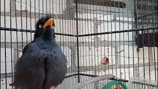 Jalak kebo gacor isian suara bebek,klakson,dan mobil atret