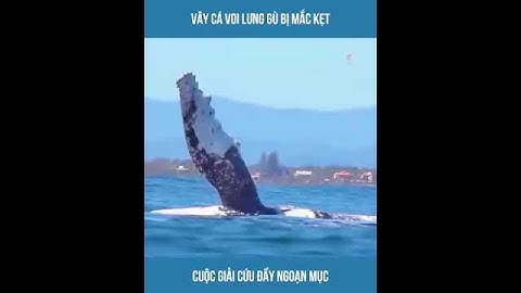 Giải cứu cá voi lưng Gù