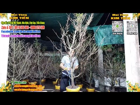 Phôi Mai Thủ Đức Giá Rẻ Bao Ship Bao Sống Toàn Quốc - Mai Vàng Kim Tiền Chợ Gạo