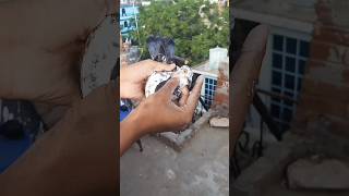 ??? pigeon kabootar pigeonpigeon birds funny kabutar love subscribe