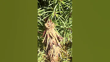 Mother Nature Insects Cocoon 