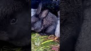 Крольчата/Baby rabbits #кролики #дом_в_деревне #из_города_в_село #деревенскаяжизнь #жизнь_в_селе