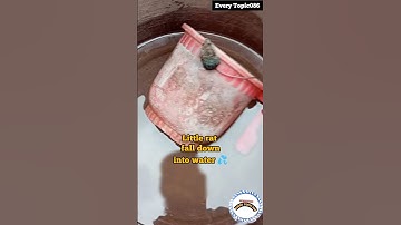 Rat fell into water bucket|animals World #shorts