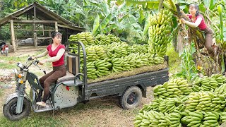 Use 3-wheeled Vehicle Harvesting Lots Of Banana Goes To Countryside Market Sell - Farm Life