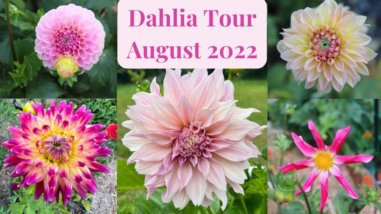 Dahlia's 🌸🌺🌸 // Gardening at the Simongetti North