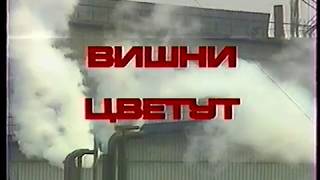 Вишни цветут