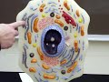 157 Cell Model