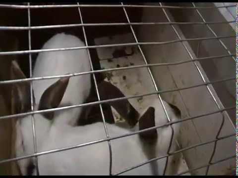 \"გიორგინამ\"  9 ბაჭია მკდარი დამახვედრა! შევაჯვარე იმავე დღეს! 16/03/2020